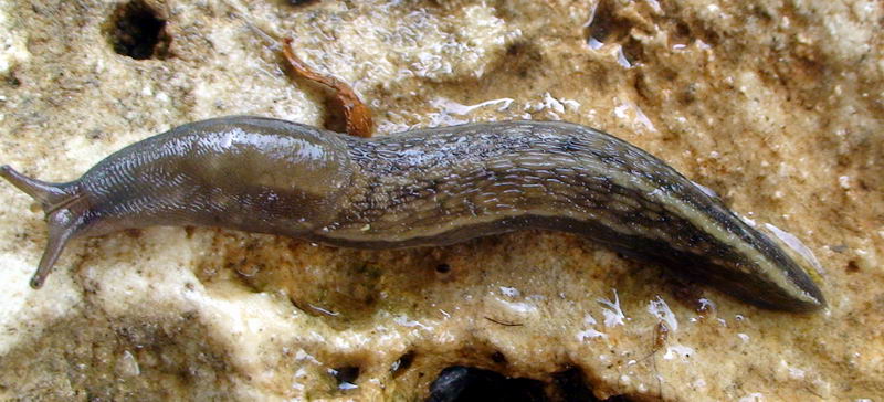 Limax delle Apuane